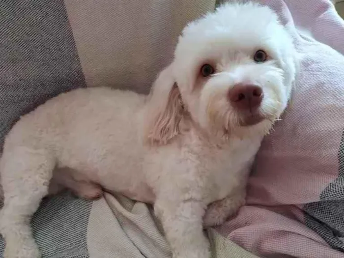 Cachorro ra a Poodle idade 1 ano nome Benji