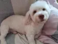 Benji