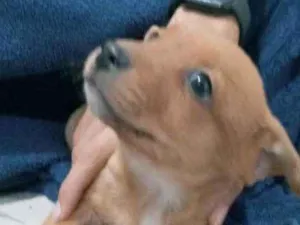 Cachorro raça Vira lata  idade Abaixo de 2 meses nome Sem nome