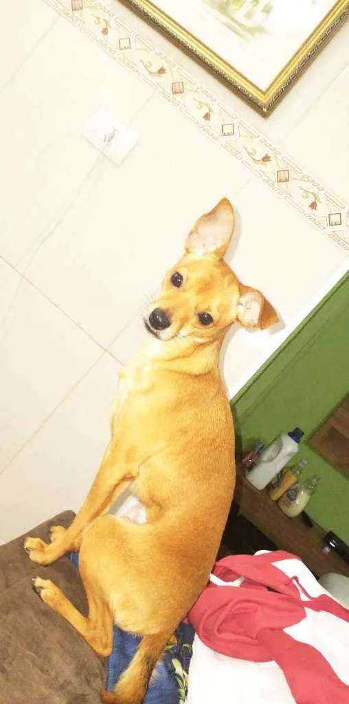 Cachorro ra a Pintier 3 idade 3 anos nome Duke