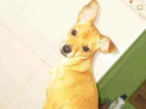 Cachorro ra a Pintier 3 idade 3 anos nome Duke