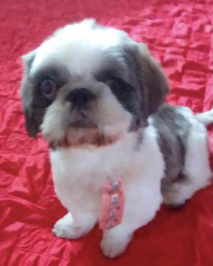 Cachorro raça Mestiço  idade 1 ano nome Júnior 