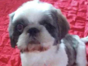 Cachorro raça Mestiço  idade 1 ano nome Júnior 