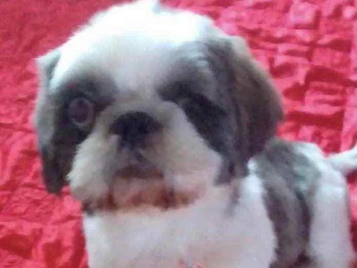 Cachorro raça Mestiço  idade 1 ano nome Júnior 