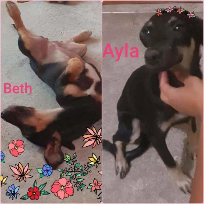 Cachorro ra a Misturada. Com poodle. idade 1 ano nome Beth.     E Ayla.