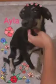 Ayla