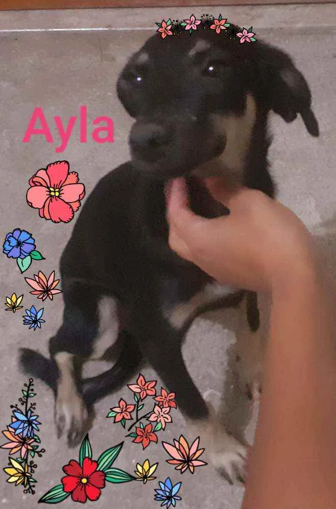 Cachorro ra a Vira lata idade 2 a 6 meses nome Ayla