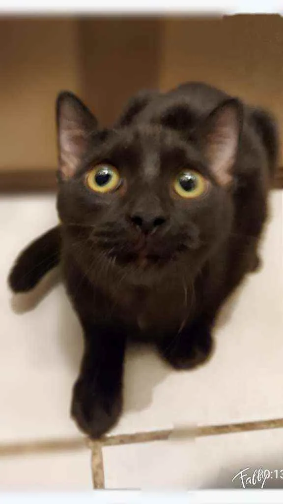 Gato raça SRD idade 2 a 6 meses nome Gatinhas 