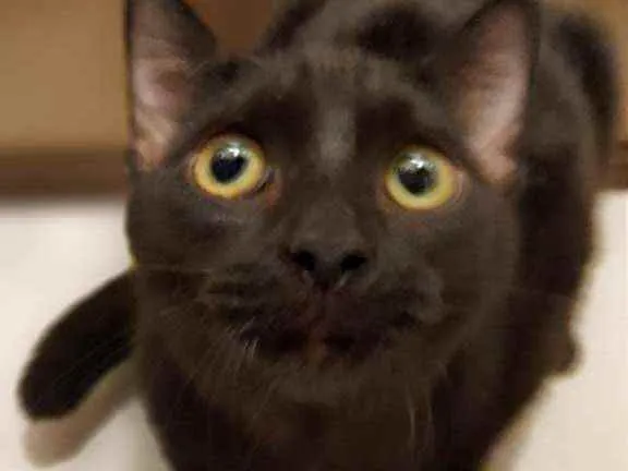 Gato raça SRD idade 2 a 6 meses nome Gatinhas 