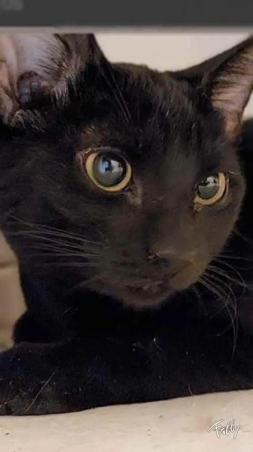 Gato raça SRD idade 2 a 6 meses nome Gatinhas 