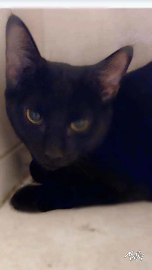 Gato raça SRD idade 2 a 6 meses nome Gatinhas 