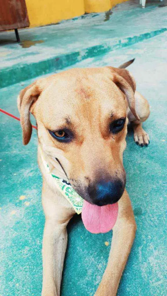 Cachorro raça SRD idade 2 anos nome Caramelo