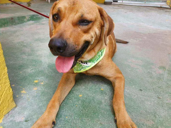 Cachorro raça SRD idade 2 anos nome Caramelo