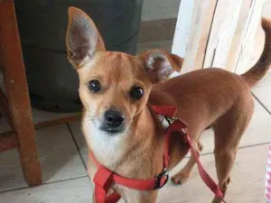 Cachorro raça Pintier 3 idade 3 anos nome Duke