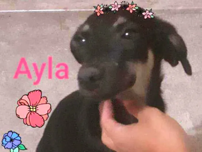 Cachorro ra a Vira lata idade 2 a 6 meses nome Ayla