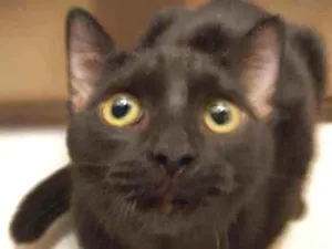 Gato raça SRD idade 2 a 6 meses nome Gatinhas 