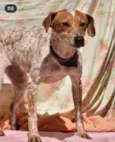 Capitu
