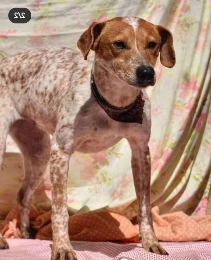 Cachorro ra a SRD idade 5 anos nome Capitu