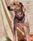 Capitu