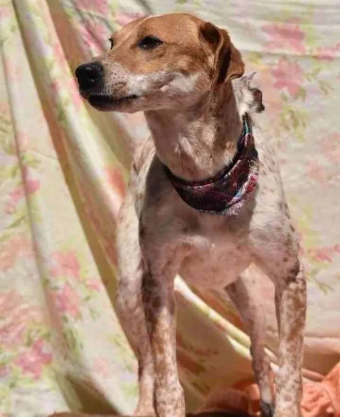Cachorro ra a SRD idade 5 anos nome Capitu