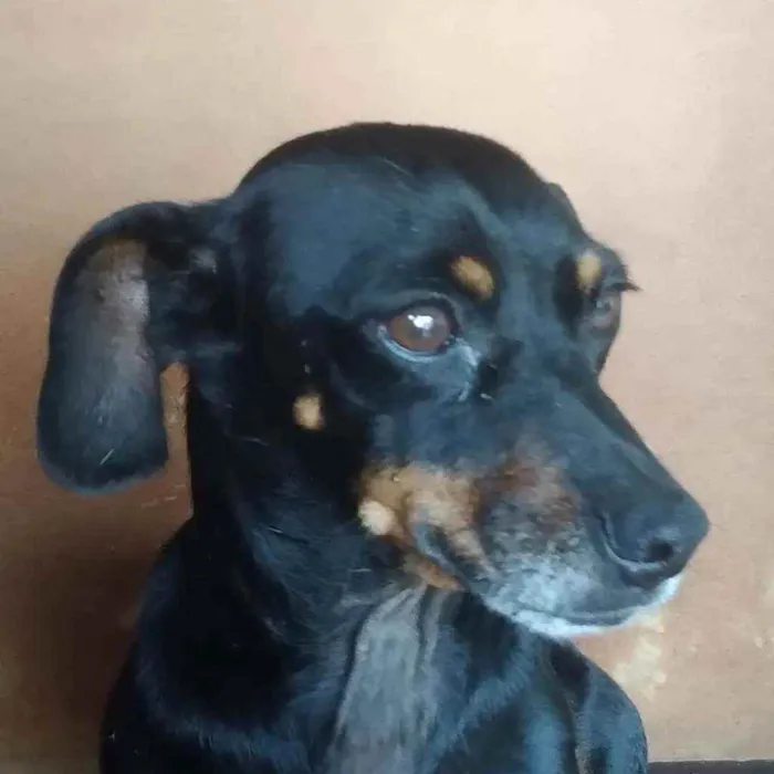 Cachorro ra a SRD idade 3 anos nome Juliana