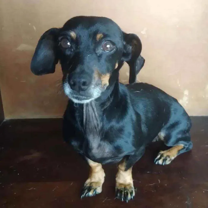 Cachorro ra a SRD idade 3 anos nome Juliana