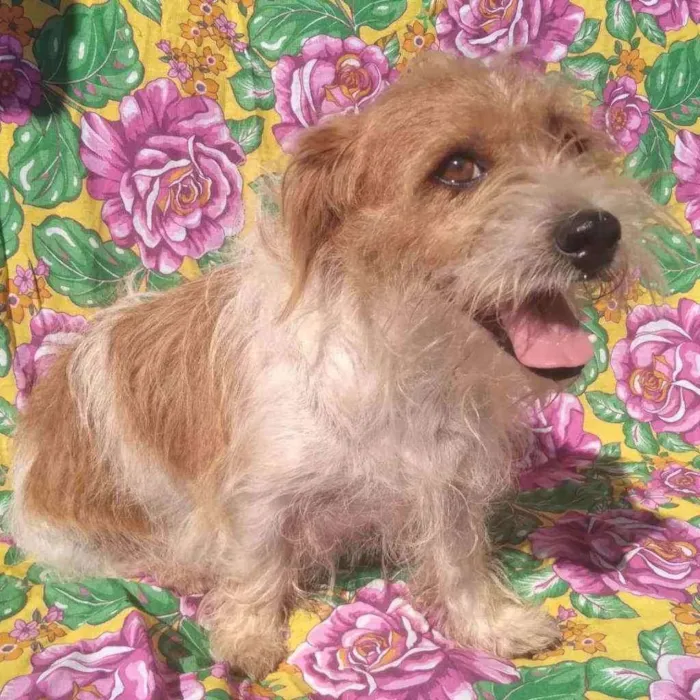 Cachorro ra a SRD idade 3 anos nome Georgia