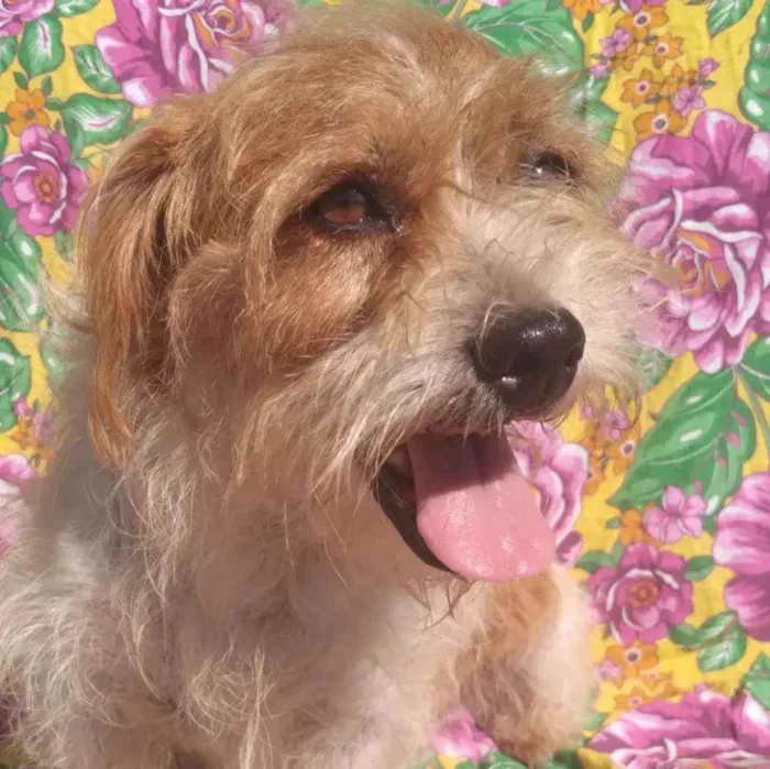 Cachorro ra a SRD idade 3 anos nome Georgia