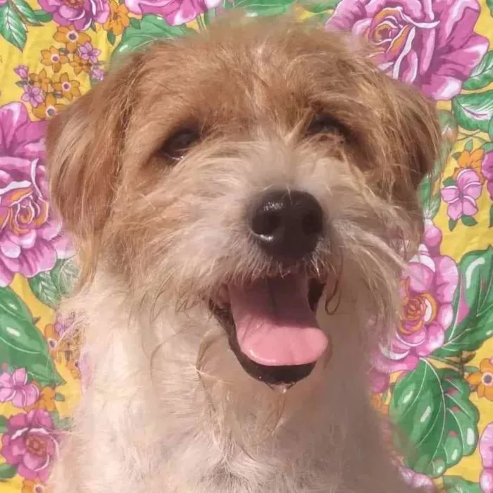 Cachorro ra a SRD idade 3 anos nome Georgia