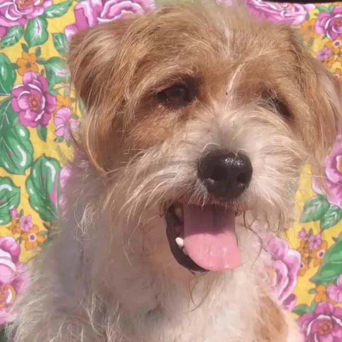 Cachorro ra a SRD idade 3 anos nome Georgia