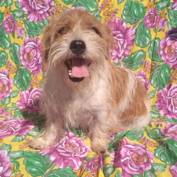 Cachorro ra a SRD idade 3 anos nome Georgia