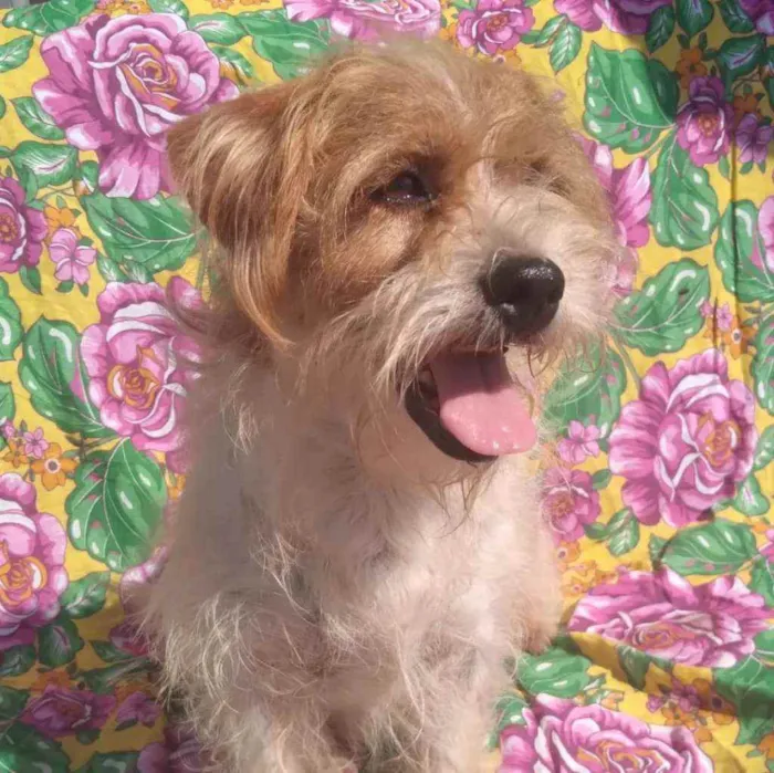 Cachorro ra a SRD idade 3 anos nome Georgia