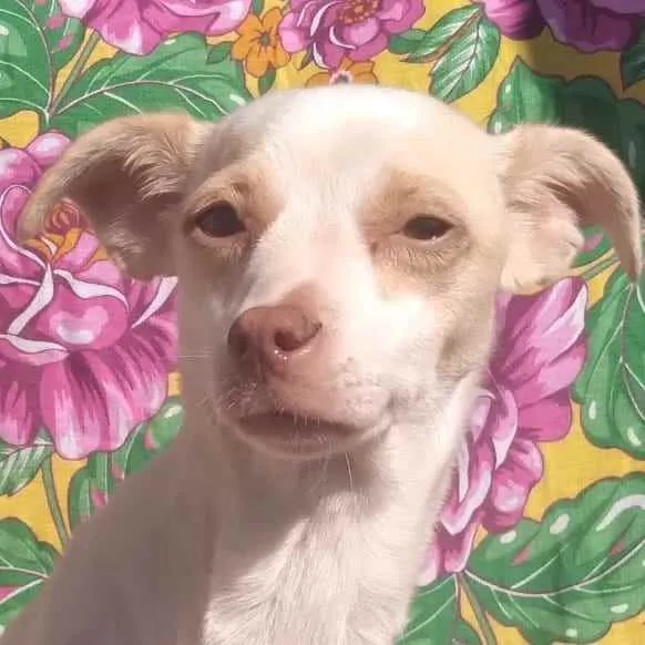Cachorro ra a SRD idade 1 ano nome Nana