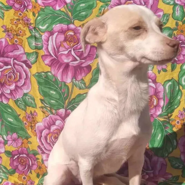 Cachorro ra a SRD idade 1 ano nome Nana