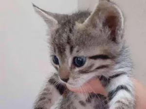 Gato raça  idade Abaixo de 2 meses nome Filhotes tigrados
