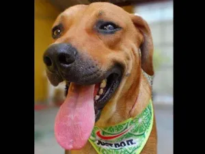 Cachorro raça SRD idade 2 anos nome Caramelo