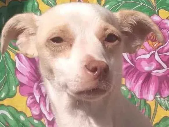 Cachorro ra a SRD idade 1 ano nome Nana