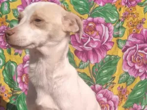 Cachorro raça SRD idade 1 ano nome Nana