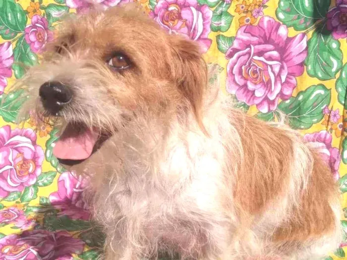 Cachorro ra a SRD idade 3 anos nome Georgia
