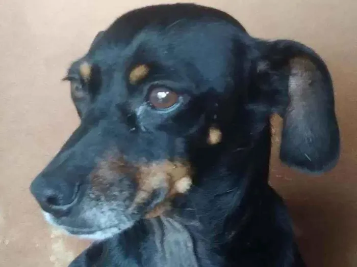 Cachorro ra a SRD idade 3 anos nome Juliana