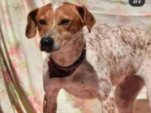 Cachorro raça SRD idade 5 anos nome Capitu