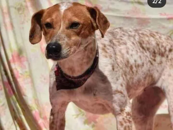 Cachorro ra a SRD idade 5 anos nome Capitu