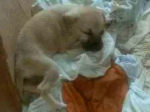 Cachorro raça  idade 2 a 6 meses nome Lua