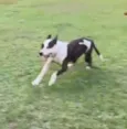 Bolt