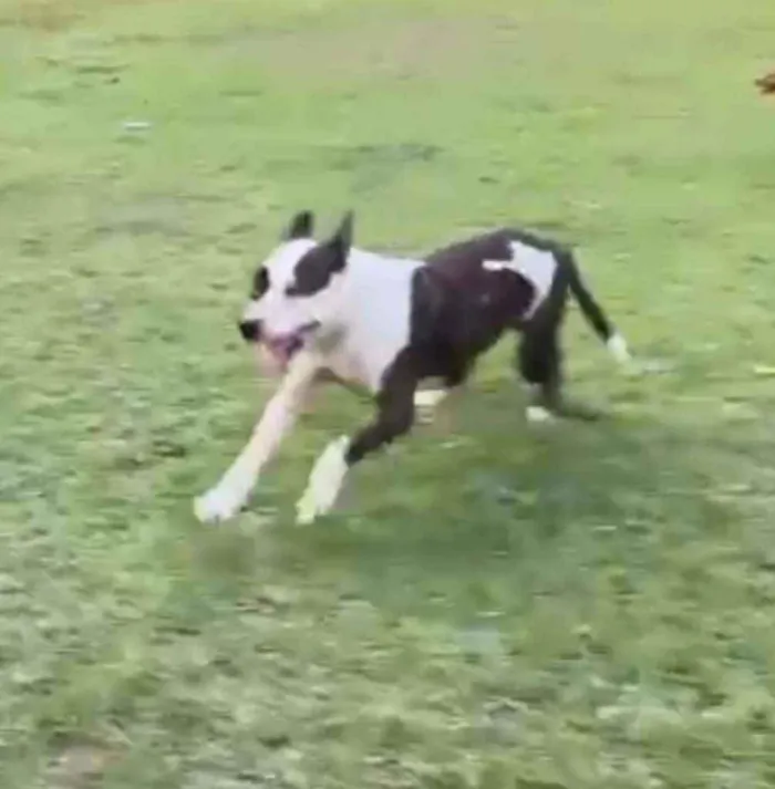 Cachorro ra a Pitbull idade 3 anos nome Bolt