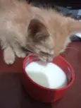 Morgana 