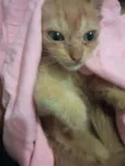 Morgana 