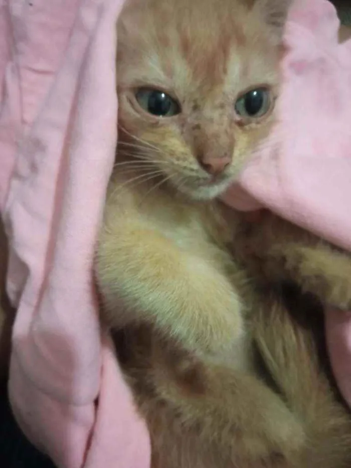 Gato ra a Não sei idade 2 a 6 meses nome Morgana 