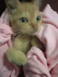 Morgana 