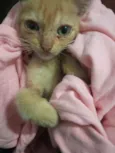 Morgana 